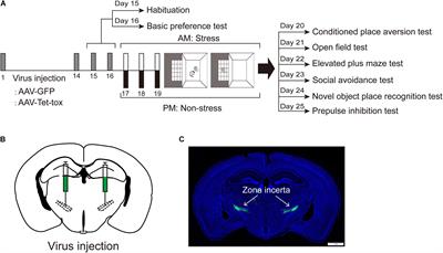 Inactivation of Zona Incerta Blocks Social Conditioned Place Aversion and Modulates Post-traumatic Stress Disorder-Like Behaviors in Mice